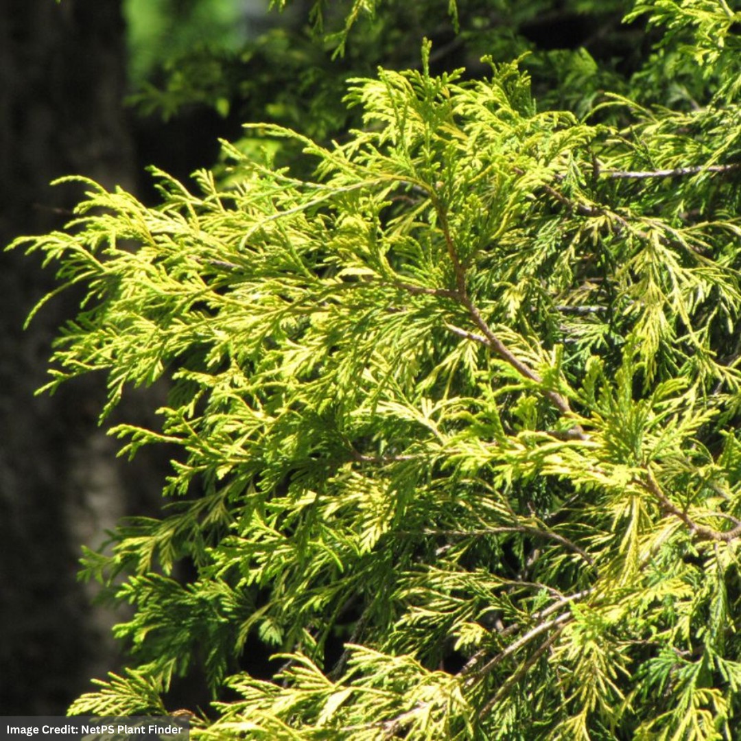 Falsecypress – Filifera Aurea – #2 Container